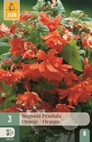 Begonia pendula oranje
