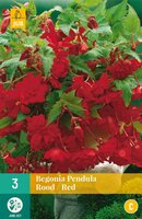 Begonia pendula rood