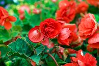 Begonia pendula rood - afbeelding 2