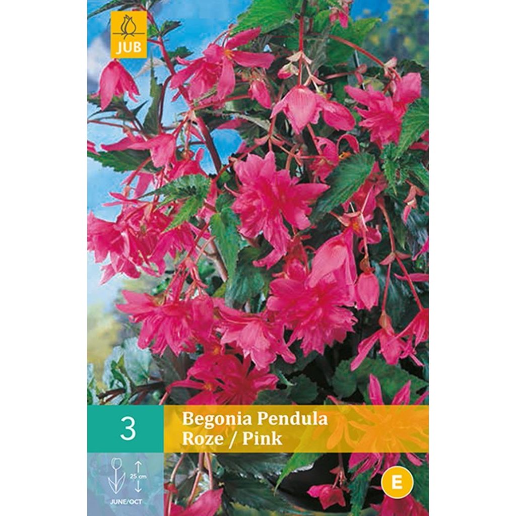 Begonia pendula roze