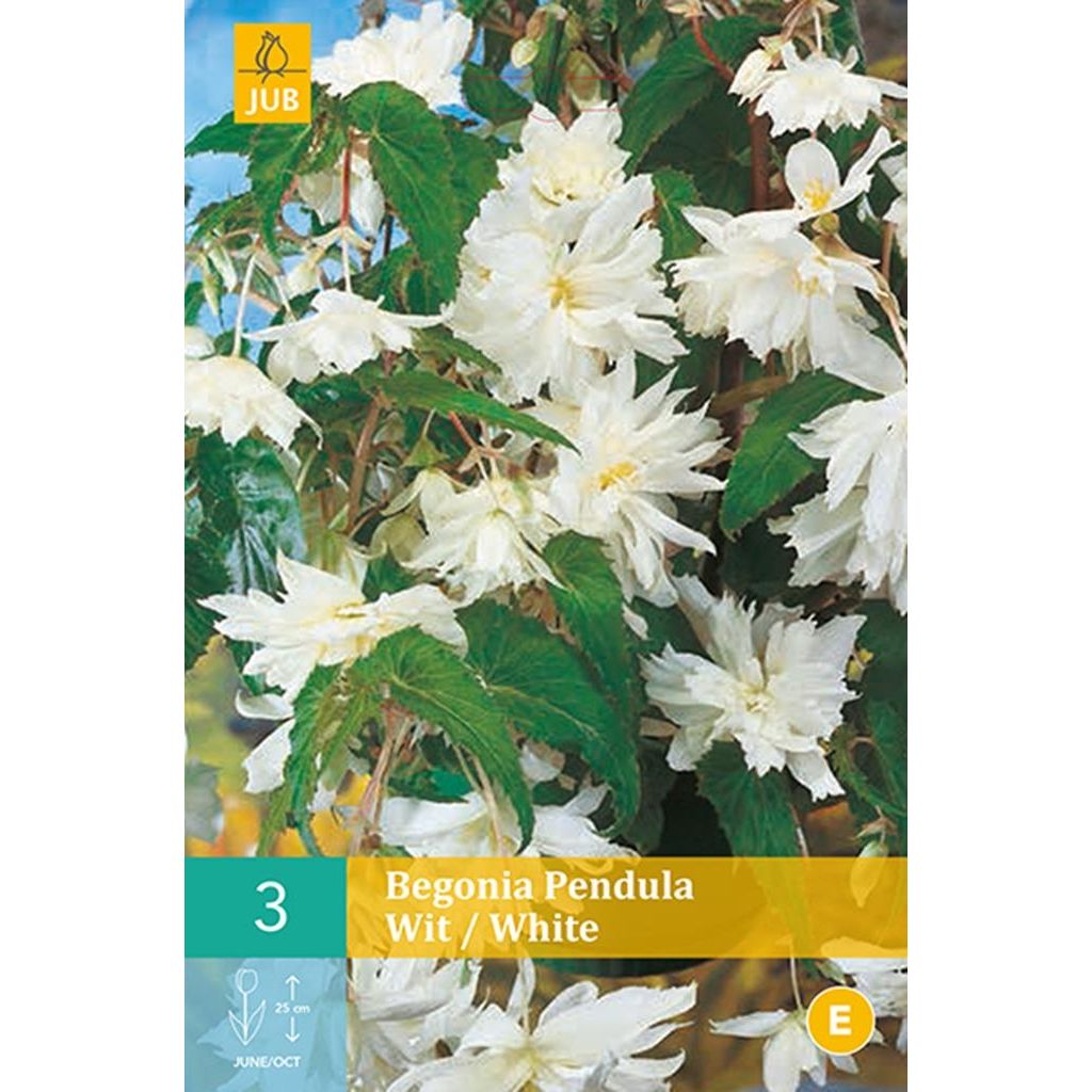 Begonia pendula wit