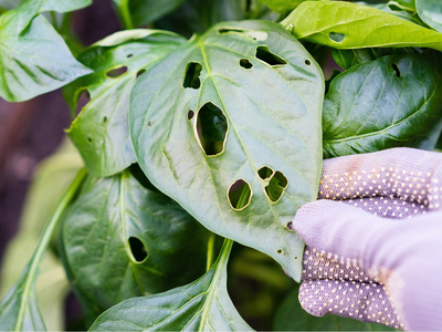 Bestrijding in de moestuin