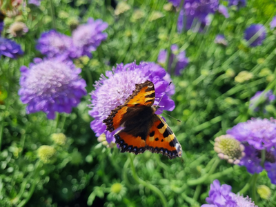 Bijen / vlinderbloemen