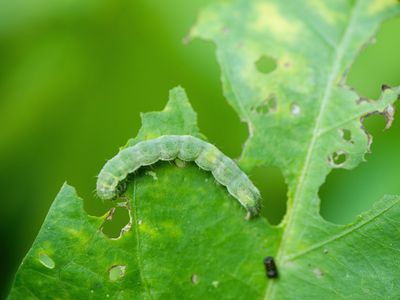 Bio bestrijden rupsen, kevers en insecten