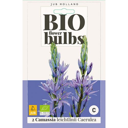 Bio Camassia Leichtlinii Caerulea 2 bollen - afbeelding 1