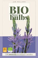 Bio Camassia Leichtlinii Caerulea 2 bollen - afbeelding 1