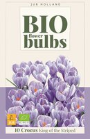 Bio crocus king of the striped 10 bollen - afbeelding 1