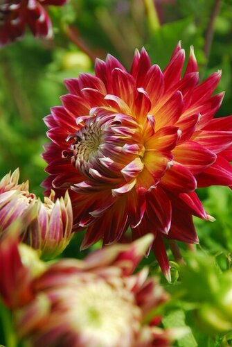 Bio dahlia Akita - afbeelding 2