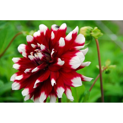 BIO Dahlia duet - afbeelding 2