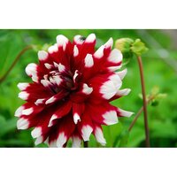 BIO Dahlia duet - afbeelding 2