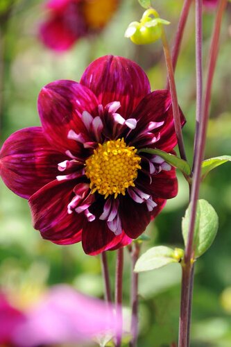 BIO Dahlia impression fantastico - afbeelding 2