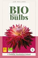 BIO Dahlia Manhattan island