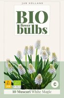 Bio muscari white magic 10 bollen - afbeelding 3