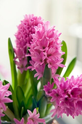 Bio Hyacint pink pearl 3 bollen - afbeelding 2