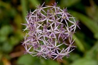 Bio allium christophii 5 bollen - afbeelding 2