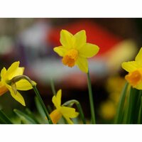 Bio narcis jetfire 5 bollen - afbeelding 2