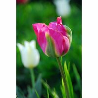 BIO tulp groenland 7 bollen - afbeelding 2