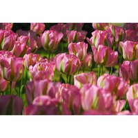 BIO tulp groenland 7 bollen - afbeelding 3
