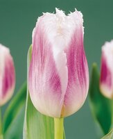Bio tulp siesta 7 bollen - afbeelding 2
