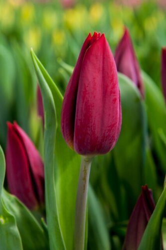 Bio tulp strong love 7 bollen - afbeelding 2