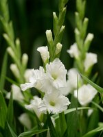 Bio gladiool essential - afbeelding 2