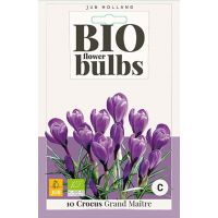 Bio krokus Grand Maitre 10 bollen - afbeelding 2