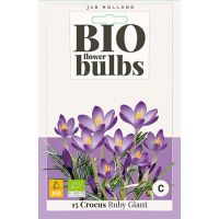 Bio krokus Ruby Giant 15 bollen - afbeelding 3