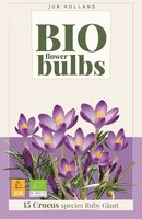 Bio krokus Ruby Giant 15 bollen