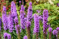 Bio liatris spicata - afbeelding 2