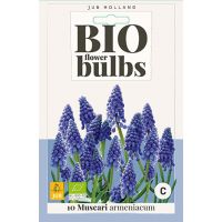 Bio muscari armeniacum 10 bollen - afbeelding 2