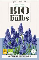 Bio muscari armeniacum 10 bollen - afbeelding 2
