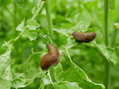 Bio ongedierte bestrijden