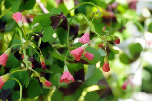 Bio oxalis deppeiron cross - afbeelding 2