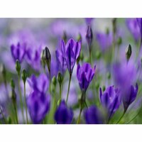 Bio Triteleia corrina 10 bollen - afbeelding 2
