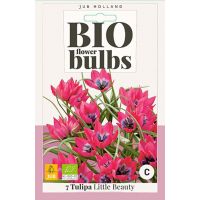 Bio tulp Little Beauty 7 bollen - afbeelding 1