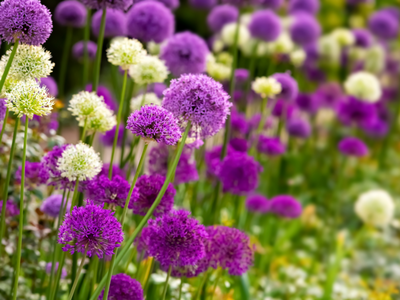 Biologische allium