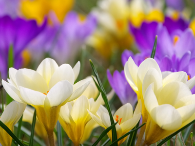 Biologische crocussen