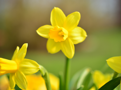 Biologische narcissen