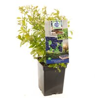 Blauwe bosbes Vaccinium cor. Goldtraube struik - afbeelding 1