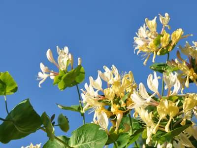 Blauwe honingbes