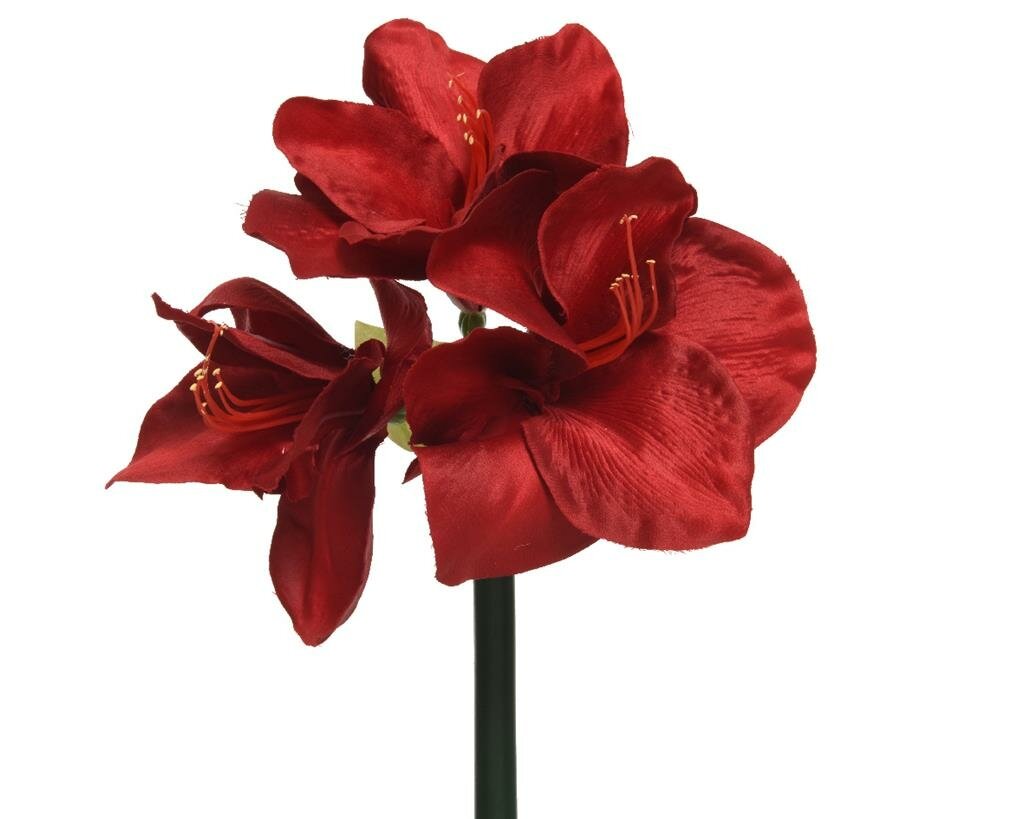 Amaryllis op steel 60 cm rood