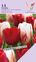 Tulp Strawberry & Cream 14 bollen