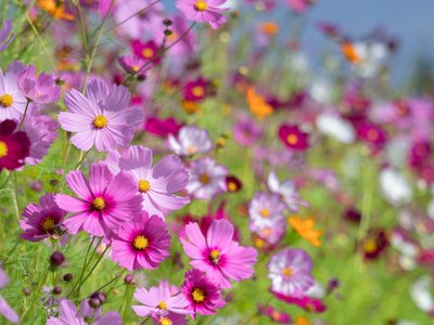 Bloemzaden mengsels