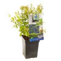 Bosbes Vaccinium cor. Jersey