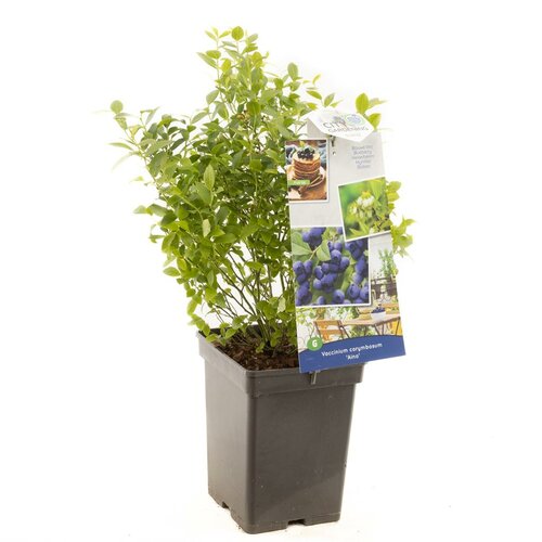 Bosbes Vaccinium corymbosum Aino