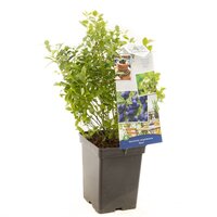 Bosbes Vaccinium corymbosum Aino