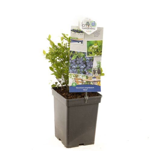 Bosbes Vaccinium corymbosum Alvar