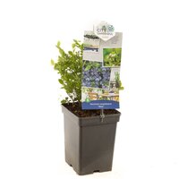 Bosbes Vaccinium corymbosum Alvar