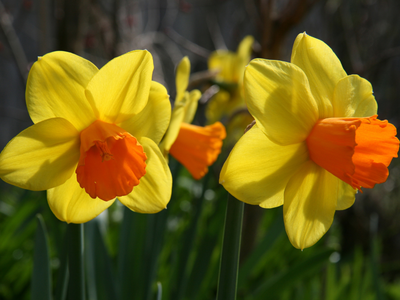 Botanische narcissen