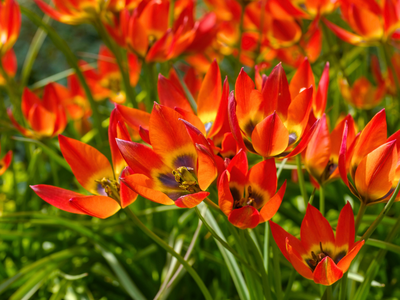 Botanische tulpenbollen